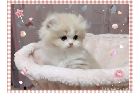 成約済の愛媛県のミヌエット-71142の3枚目